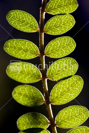 kowhai leaf