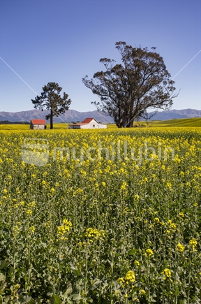 Yellow flowers in rapeseed field, Waimate, Canterbury