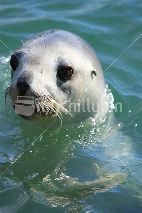 An inquisitive sea lion
