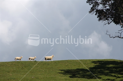 Three sheep walking a New Zealand farm hilltop, to the shade of a native Pohutukawa tree.