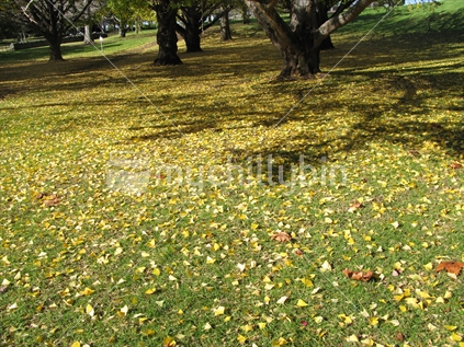 Autumn leaves, making a yellow carpet in the Cornwall Park, Auckland, New Zealand