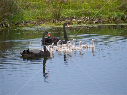 A family of 8 cygnets and 2 black swans on the move, in a New Zealand coastal lagoon